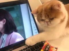 -飞行喵MR PILOT|猫舍·猫咖(静安大融城店)