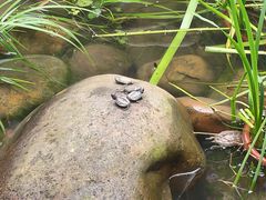 -小隐院子·庭院餐厅(大学城后湖店)
