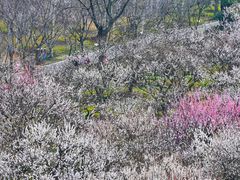 -香雪海