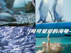 -正佳极地海洋世界