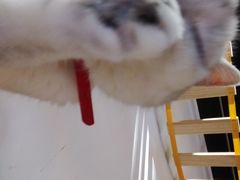 -松果猫咖(桐乡吾悦金街店)