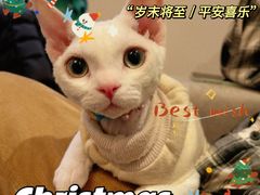 -山宅一喵德文卷毛猫舍