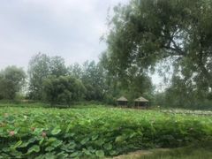 -渡海小渔村.老辈日照菜