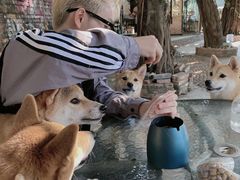 -柴犬高等学院·狗咖·柴犬售卖·宠物训练