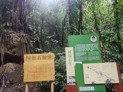 -莫里热带雨林景区