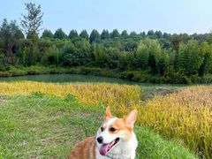 -乌村