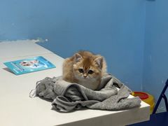 -瑞派福兴宠物医院犬猫全科·骨科·中西医结合(河东店)