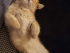 -北京赛佳动物医院