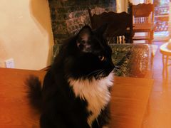 -猫色咖啡·猫咖