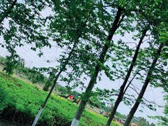 -夏河溪乡野公园