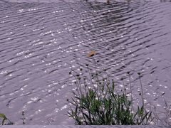 -池杉湖湿地公园