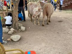 -泉州海丝野生动物世界