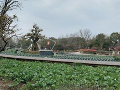 -西溪国家湿地公园