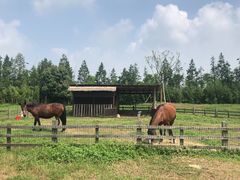 -田园东方蜜桃村的田野营地