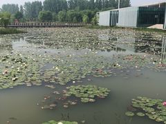 -微山湖红荷湿地景区