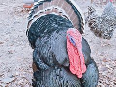 -桃园农庄·桃源宴