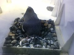 -芜湖新华联大白鲸海洋公园