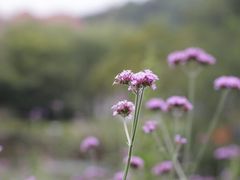-大塘金香草谷