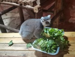 -Zoolung Zoolung动物主题公园(海信广场店)