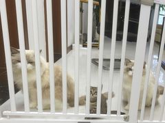 -半岛宠物医院24小时(科华中路店)