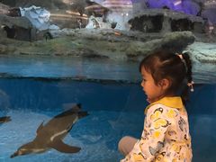 -帝企鹅自助餐厅•儿童岛•真企鹅(长隆企鹅酒店)