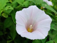 -重庆市江北嘴中央商务区中央公园