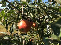 -万源龙顺度假庄园生态观光园