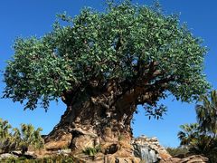 -奥兰多迪士尼动物王国乐园