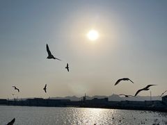 -烟墩角天鹅湖