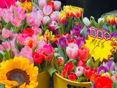 -越秀西湖花市(广州城市广场花卉店)