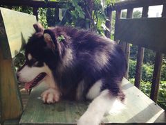 -三圣花乡旅游区