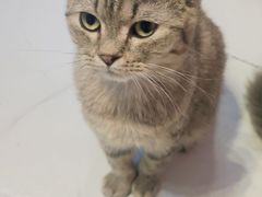 -我爱猫咪·猫咖·狗咖·安哥拉兔·羊驼咖(小寨华旗店)