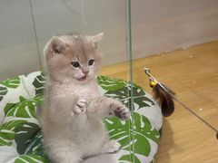 -青奢宠物·青奢猫舍