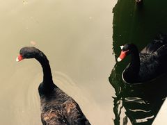 -园林格兰云天大酒店-太极名厨中餐厅