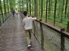 -黄海国家森林公园