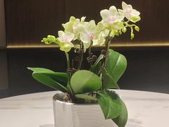 -次第花开素食雅宴