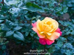 -人民公园(罗湖区)