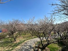 -香雪海