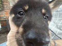 -柴犬高等学院·狗咖·柴犬售卖·宠物训练