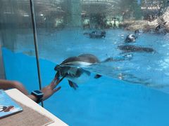 -帝企鹅自助餐厅•儿童岛•真企鹅(长隆企鹅酒店)