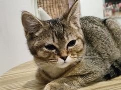 -楼上猫咖(罗湖店)