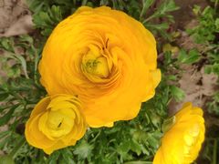 -郑州中国绿化博览园