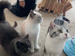 -泰国佛·塔罗·泰牌狐仙古曼