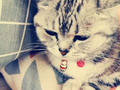 -海边的猫和咖啡馆