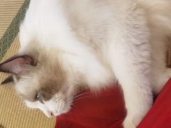 -猫在这儿猫咪咖啡馆·撸猫馆