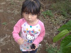 -鱼子山桑葚生态采摘园
