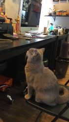 -飛凡TATTOO纹身•原创