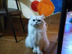 猫-李小姐の猫咖啡馆(五角场店)