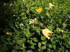 -洛阳白云山景区