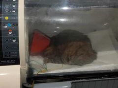 -瑞派名望志远动物医院·猫科·內科·异宠专科(直港大道店)
